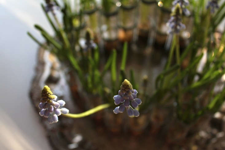 In the midst of January, we&#8\2\17;re revisiting one of our most popular posts: How to Force Muscari Bulbs (even in the depths of winter).